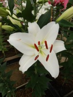 [5363 Arletta VZ No02.JPG]